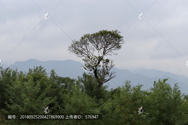 水墨畫(huà)