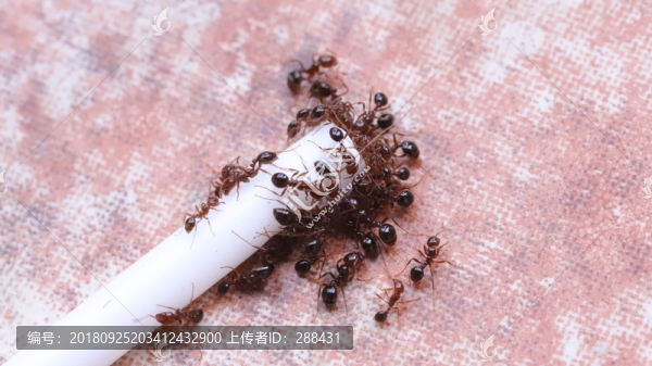 螞蟻