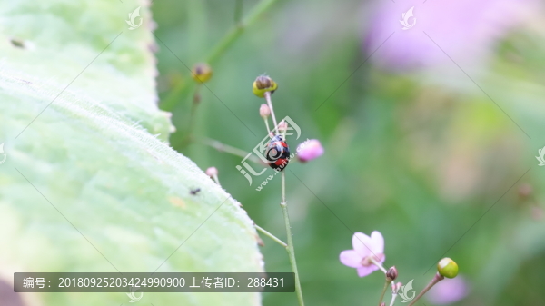 七星瓢蟲(chóng)