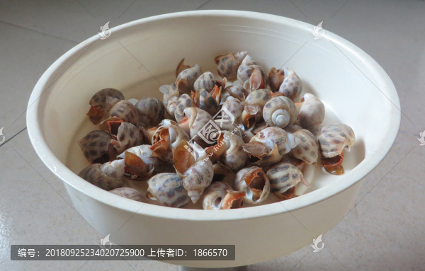 花螺