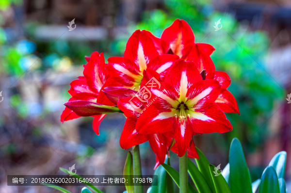 朱頂紅