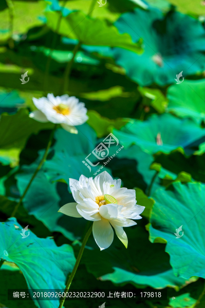 蓮花