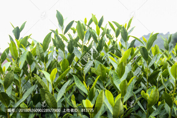 茶園拍攝