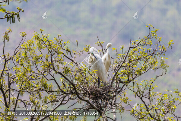 白鷺蒼鷺?biāo)蒿w鳥10
