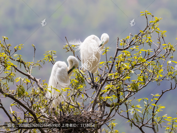 白鷺蒼鷺?biāo)蒿w鳥35