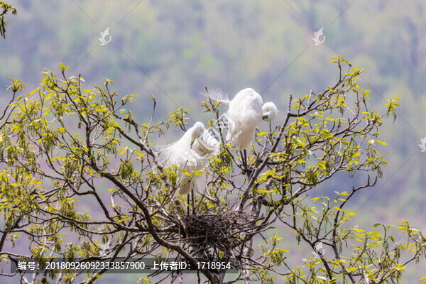 白鷺蒼鷺?biāo)蒿w鳥38