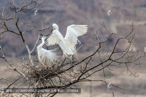 白鷺蒼鷺?biāo)蒿w鳥(niǎo)77