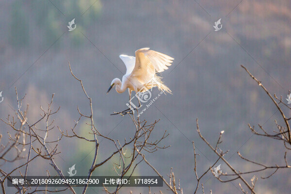 白鷺蒼鷺?biāo)蒿w鳥101