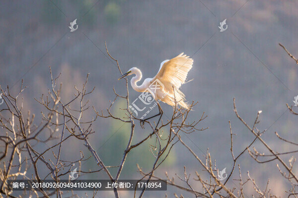 白鷺蒼鷺?biāo)蒿w鳥104