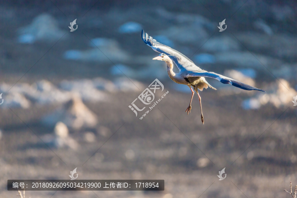 白鷺蒼鷺?biāo)蒿w鳥109