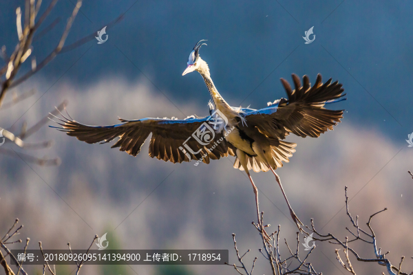 白鷺蒼鷺?biāo)蒿w鳥(niǎo)116