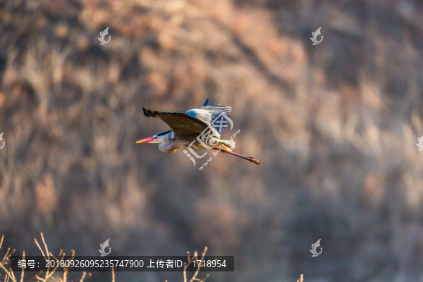 白鷺蒼鷺?biāo)蒿w鳥(niǎo)122