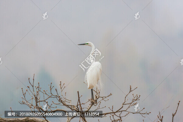 白鷺蒼鷺?biāo)蒿w鳥140