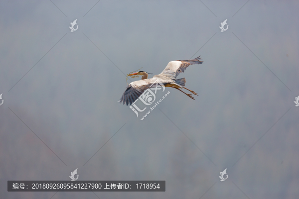 白鷺蒼鷺?biāo)蒿w鳥159