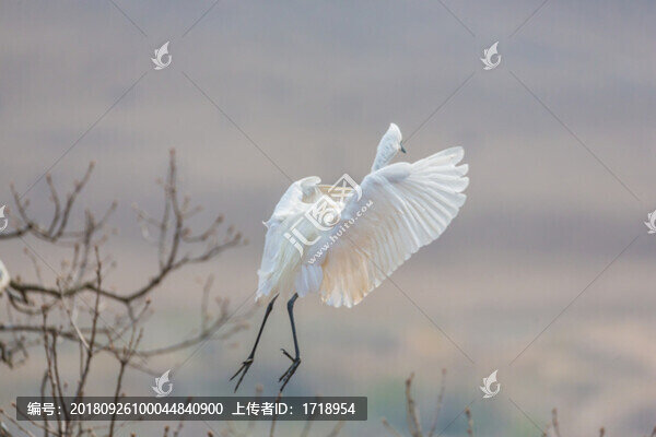 白鷺蒼鷺?biāo)蒿w鳥180
