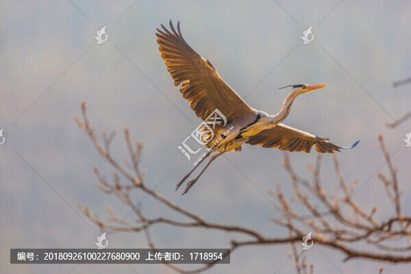 白鷺蒼鷺?biāo)蒿w鳥186