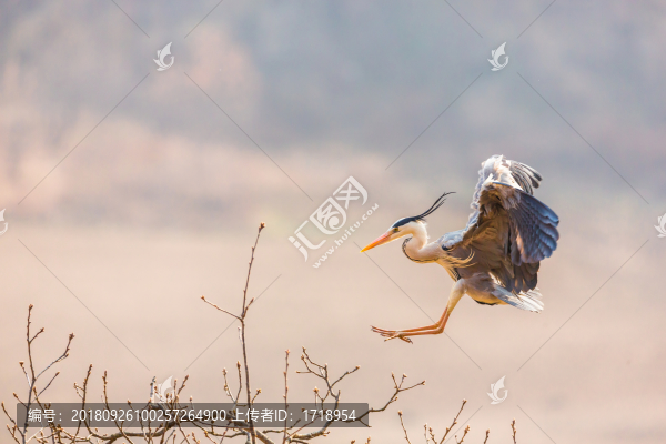 白鷺蒼鷺?biāo)蒿w鳥(niǎo)190