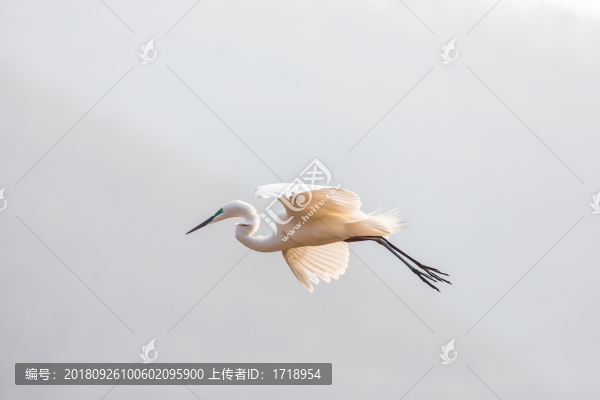 白鷺蒼鷺?biāo)蒿w鳥203
