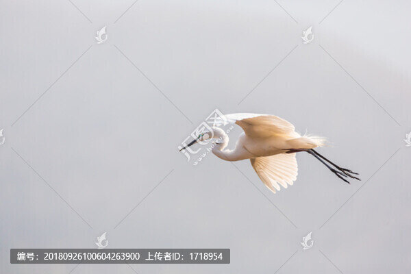 白鷺蒼鷺?biāo)蒿w鳥204