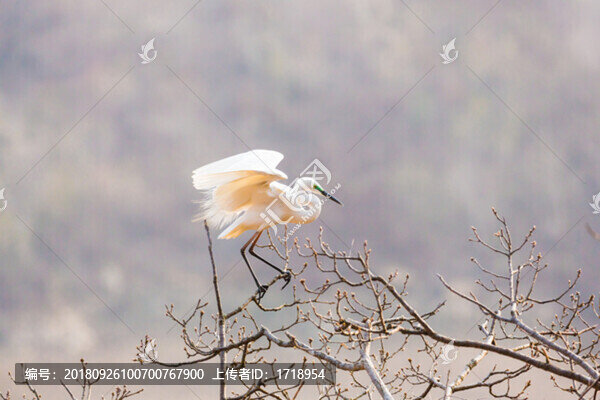 白鷺蒼鷺?biāo)蒿w鳥213