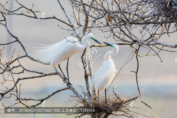 白鷺蒼鷺?biāo)蒿w鳥218