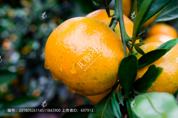 桔子柑橘紅橘蜜桔