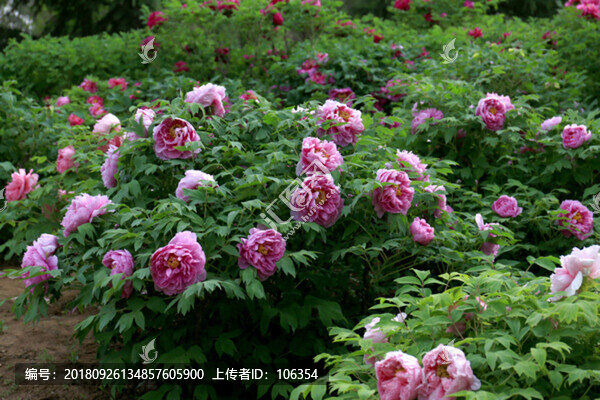牡丹花