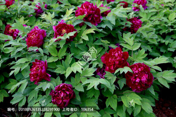 牡丹花