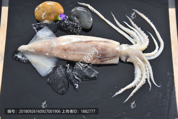 魷魚