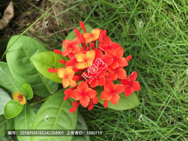 龍船花