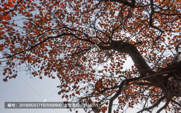樹枝樹葉