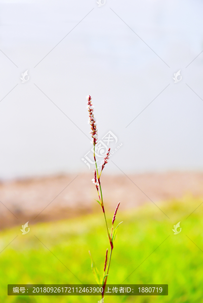 蓼花