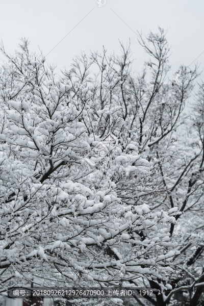 雪景