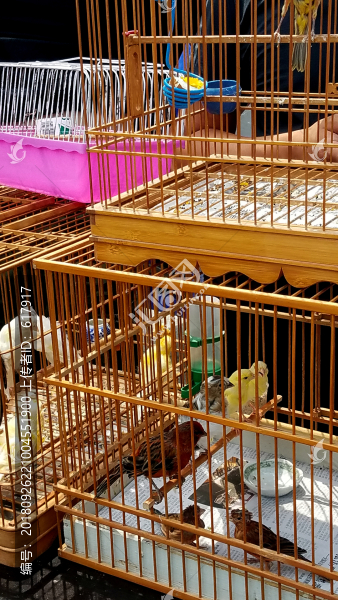 鳥籠