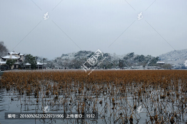 西湖殘荷