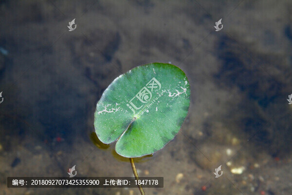 葉