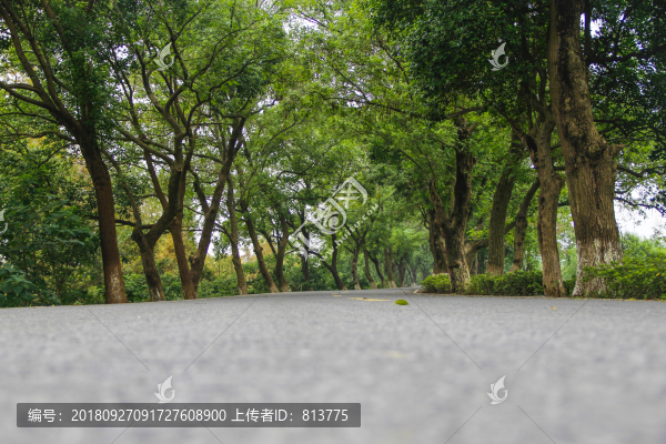 林業(yè)道路