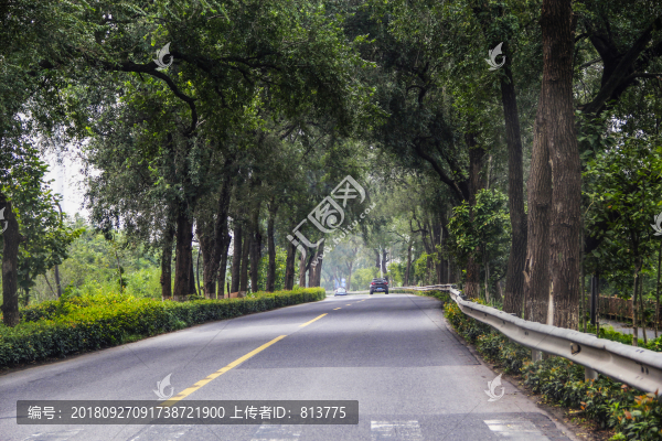 林蔭道路