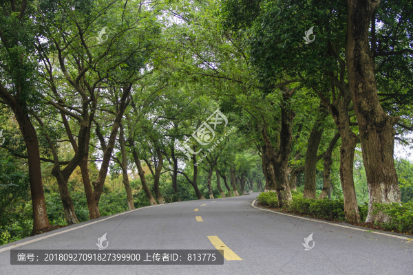 茂盛古樹(shù)