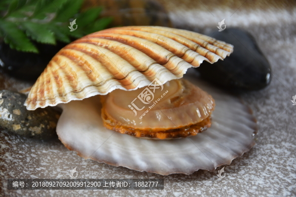 貝