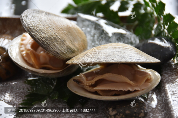 貝