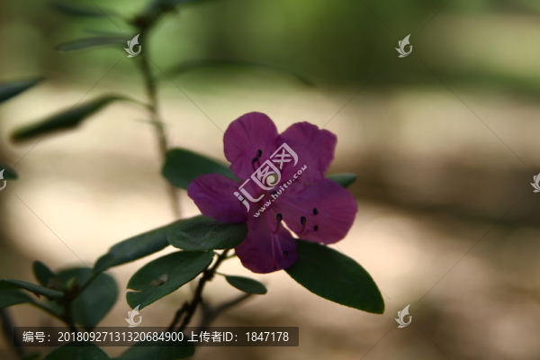 花