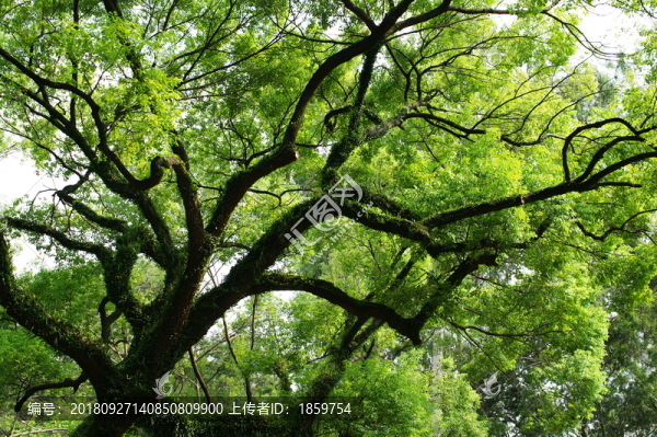 根深葉茂