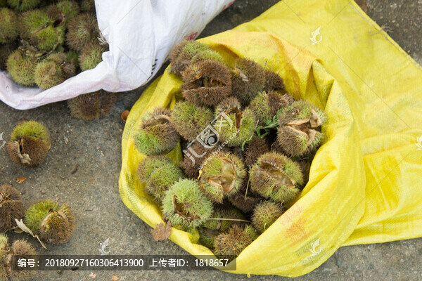 板栗