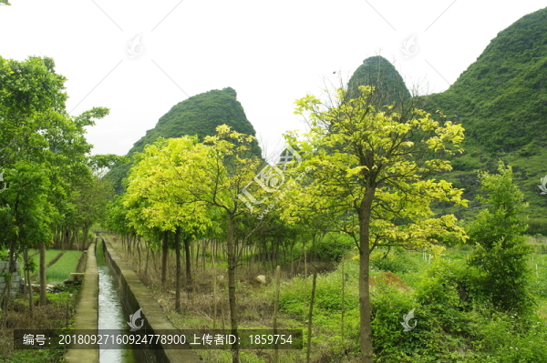 石山木