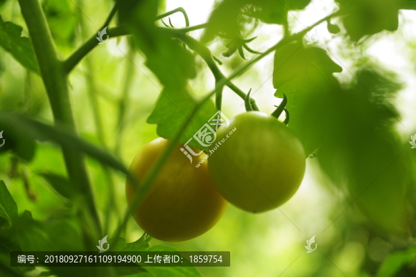 西紅柿