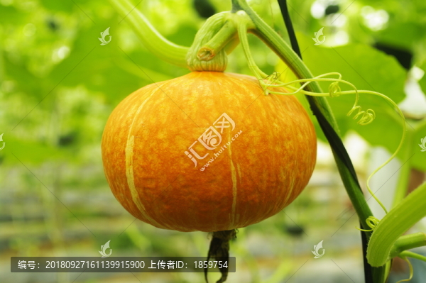 南瓜