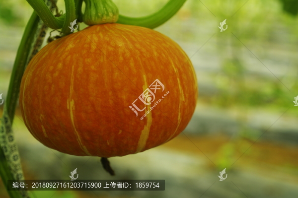 南瓜