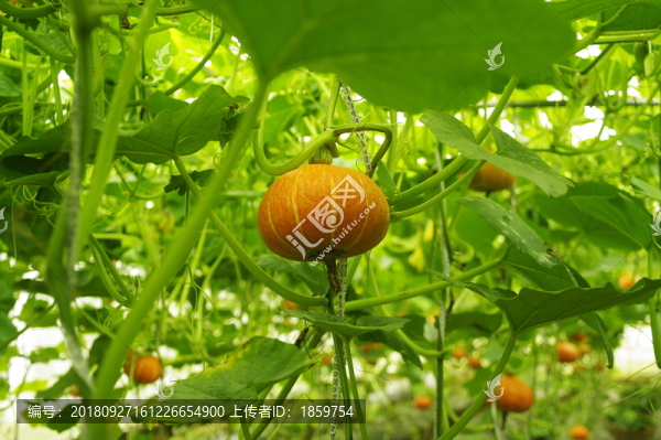 南瓜園