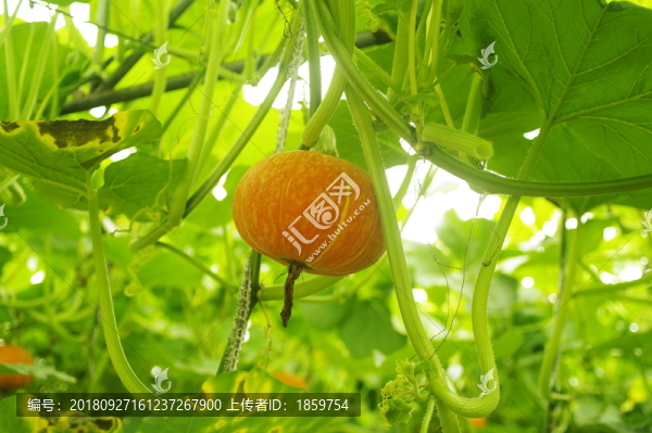 金瓜